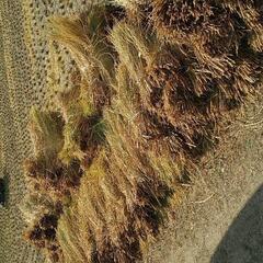 お安く出品します🌾5束　稲わら🌾稲藁🌾しめ縄🌾リース　クリスマス🌾お正月の画像