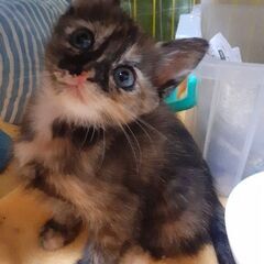 子猫２ヶ月弱(メス)
