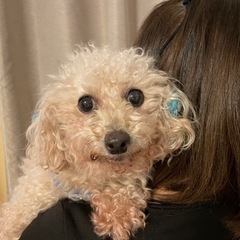 トイプードルの桃ちゃん　