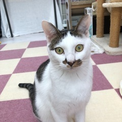 人も猫も大好き!かまってちゃんの男の子1才　テトくんです。
