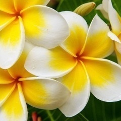 バレーボールチーム　Plumeria (初心者・経験者募集中！)