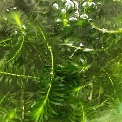 水草　アナカリス2㍍　譲ります⁉️の画像