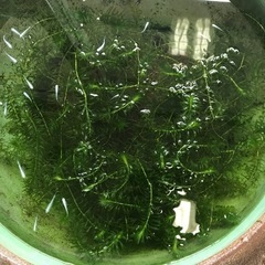 水草　アナカリス2㍍　譲ります⁉️の画像