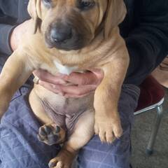 (里親様決定しました)とってもかわいい土佐犬パピー(女の子)　新しいおうちを探しています。 - 犬
