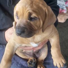 (里親様決定しました)とってもかわいい土佐犬パピー(女の子)　新しいおうちを探しています。 − 埼玉県