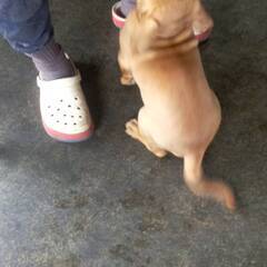 (里親様決定しました)とってもかわいい土佐犬パピー(女の子)　新しいおうちを探しています。 - 里親募集