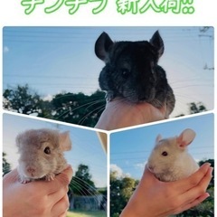 【チンチラ 販売中！】