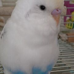 セキセイインコの男の子