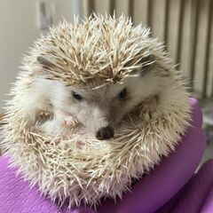 ハリネズミ