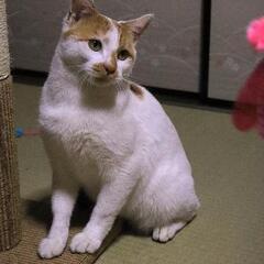 鼻チューが大好きなフレンドリー猫君