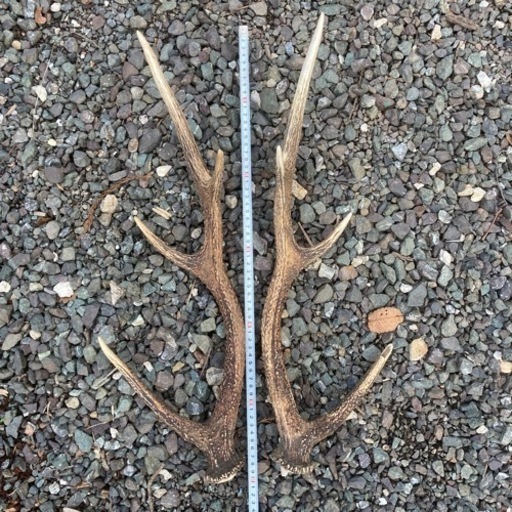 No.2 鹿の角 蝦夷鹿の角 シカツノ まとめ売り 16本 鹿の