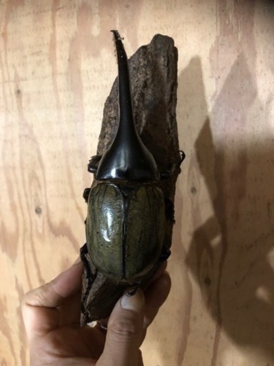 美形145mmUpヘラクレスオオカブトムシ　オスメスペア