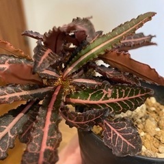 ★取引中【塊根植物】峨眉山、ユーフォルビアフランコイシーセット🤍の画像