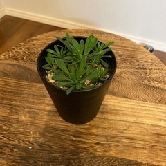 ★取引中【塊根植物】峨眉山、ユーフォルビアフランコイシーセット🤍