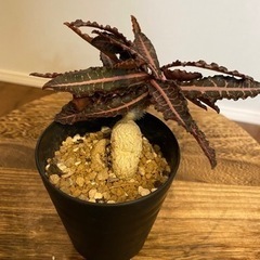 ★取引中【塊根植物】峨眉山、ユーフォルビアフランコイシーセット🤍の画像