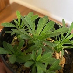 ★取引中【塊根植物】峨眉山、ユーフォルビアフランコイシーセット🤍の画像