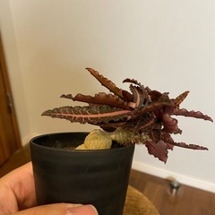 ★取引中【塊根植物】峨眉山、ユーフォルビアフランコイシーセット🤍の画像