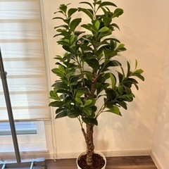 決まりました/観葉植物/フェイクグリーン