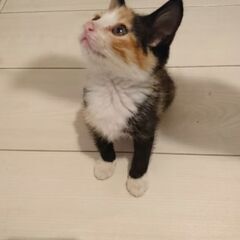 子猫の里親を募集しております！！