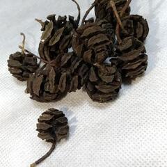 【受付終了】メタセコイア 木の実 44個 花材 ﾘｰｽ ﾄﾞﾗｲ...