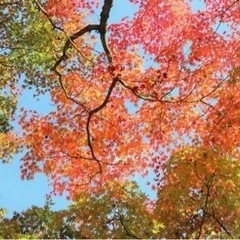 静岡県西部の紅葉🍁を見に行きましょう。 - 浜松市