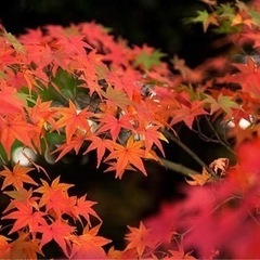 静岡県西部の紅葉🍁を見に行きましょう。 - その他