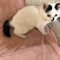 スリスリ甘えん坊