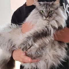 長い毛並みで顔も凛々しく人懐っこい猫です！8歳です。