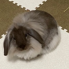 ライオンラビット×ホーランドロップのミックスうさぎメスの里親募集