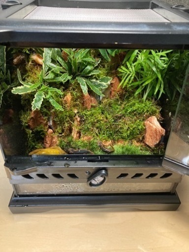 ☆杜のメダカ☆★イモリ・カエル飼育にオススメ！！コケリウム・パルダリウム完成品★