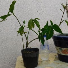 盆栽斑入りシンゴニウムとオリジナル鉢の画像