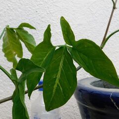 盆栽斑入りシンゴニウムとオリジナル鉢の画像