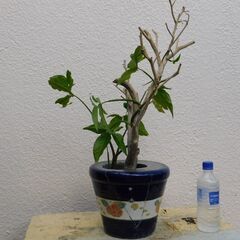 盆栽斑入りシンゴニウムとオリジナル鉢の画像