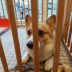 一緒に保護犬カフェにいきませんか？🐶