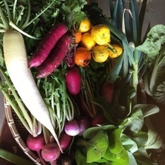 11/27朝取れ野菜新米干し芋セット③