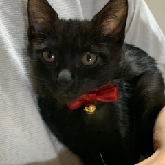⭐️黒猫の女の子2ヶ月半くらい⭐️