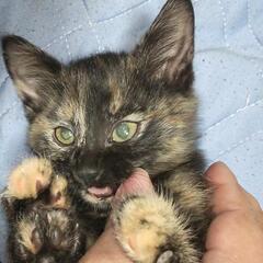 サビ猫 1ヶ月♀