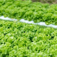 【特定技能農業分野の方必見】農業（耕種農業）特定技能1号募集！！！の画像