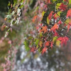 11月30日(火)女性限定🍁紅葉狩りに行きませんか？