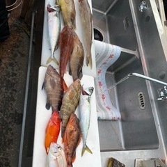 船や陸っぱりからゆるーく海釣りできる仲間募集します。初心者大歓迎です。 - 友達