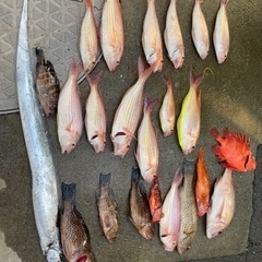 船や陸っぱりからゆるーく海釣りできる仲間募集します。初心者大歓迎です。 − 東京都