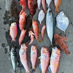 船や陸っぱりからゆるーく海釣りできる仲間募集します。初心者大歓迎です。 - 中野区