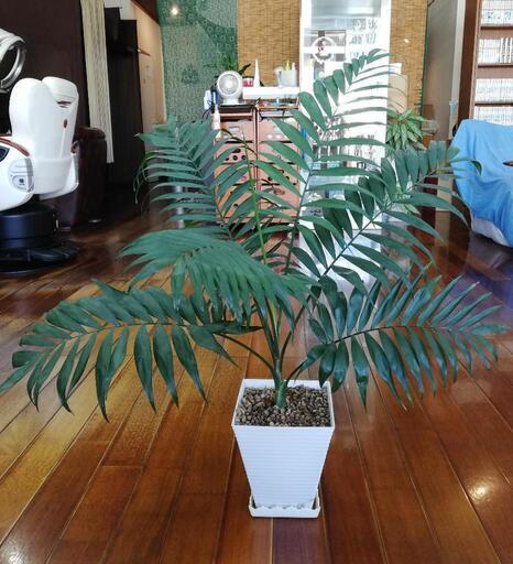 観葉植物　テーブルヤシ