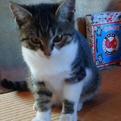 新しい飼い主さん募集してます(里親候補決定のため一時募集停止します)
