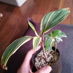 コルジリネ チョコレートクイーン＆アイビー