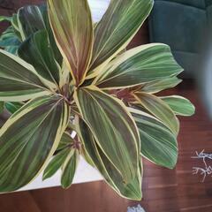 コルジリネ チョコレートクイーン＆アイビーの画像