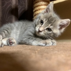 【交渉中】甘えん坊な仔猫　オス♂3ヶ月