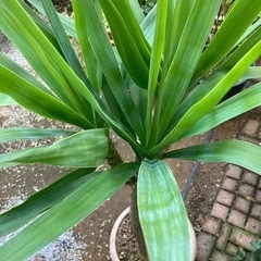 🪴観葉植物🪴ユッカ／ドラセナ🪴 樹齢30歳🪴身長1m30cm.体重25kg🪴の画像