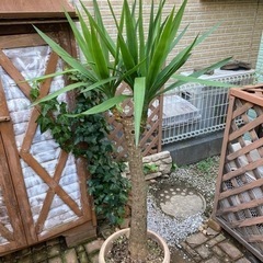 🪴観葉植物🪴ユッカ／ドラセナ🪴 樹齢30歳🪴身長1m30cm.体重25kg🪴の画像