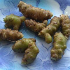 【野菜種子】オカワカメ（雲南百薬）ムカゴ　９個　家庭菜園　グリーンカーテンの画像